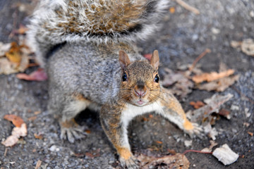 Squirrel