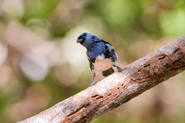 White bellied Tanager photographed in Linhares, Espirito Santo. Southeast of Brazil. Atlantic Forest Biome. Picture made in 2013.