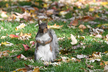 Squirrel