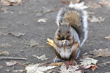 Squirrel