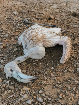 Dead flamingo on beach, Ses Salines, Ibiza, Spain