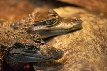 little crocodiles on a rock