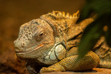 iguanain pairi daiza, belgium