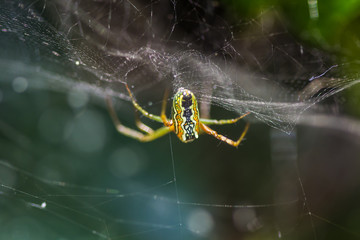 Spiders are small animals with beautiful colors