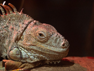 iguanain pairi daiza, belgium