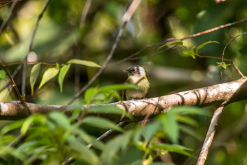 White crowned Manakin photographed in Linhares, Espirito Santo. Southeast of Brazil. Atlantic Forest Biome. Picture made in 2013.