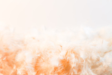 Beautiful abstract yellow and brown feathers frame on white background and colorful soft orange feather portrait frame texture