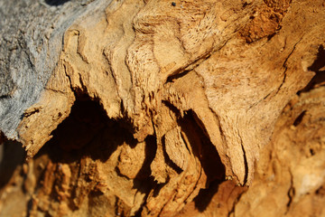 Close up view of a piece of dry wood in a pine forest