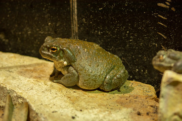 toad close up