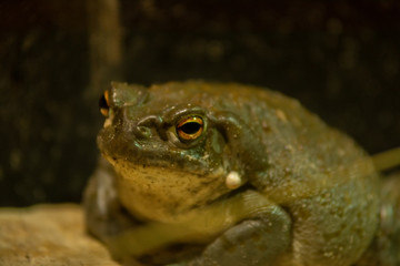 toad close up