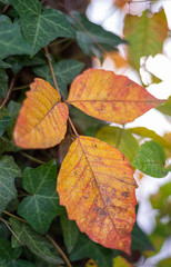 Obraz premium autumn leaves