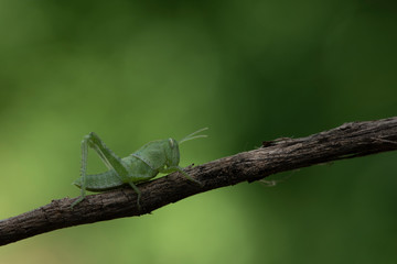 Image of green grasshopper, insect ,On a branch, on nature background.