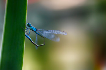 Blue Damselfy/Dragon Fly/Zygoptera sitting in the edge of bamboo stem