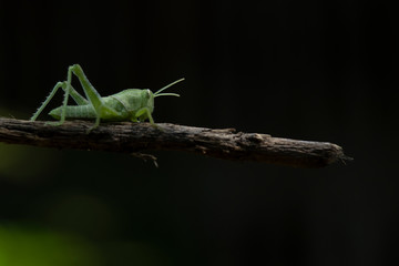 Image of green grasshopper, insect ,On a branch, on nature background.