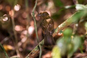 Thrush like Schiffornis photographed in Linhares, Espirito Santo. Southeast of Brazil. Atlantic Forest Biome. Picture made in 2013.