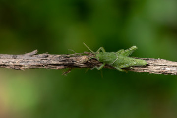 Image of green grasshopper, insect ,On a branch, on nature background.