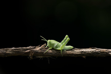 Image of green grasshopper, insect ,On a branch, on nature background.
