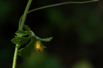 This thorny caterpillar is the birth of a beautiful yellow butterfly (Nettle Caterpillar) In nature.