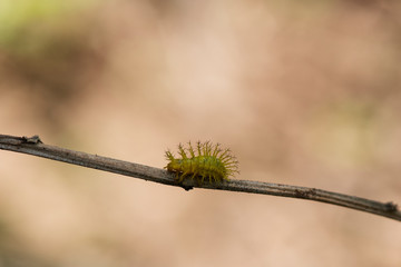 This thorny caterpillar is the birth of a beautiful yellow butterfly (Nettle Caterpillar) In nature.