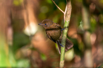 Thrush like Schiffornis photographed in Linhares, Espirito Santo. Southeast of Brazil. Atlantic Forest Biome. Picture made in 2013.