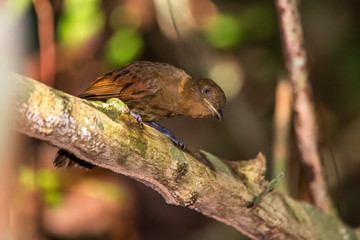 Thrush like Schiffornis photographed in Linhares, Espirito Santo. Southeast of Brazil. Atlantic Forest Biome. Picture made in 2013.