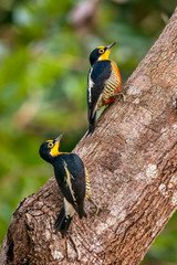 Yellow fronted Woodpecker photographed in Linhares, Espirito Santo. Southeast of Brazil. Atlantic Forest Biome. Picture made in 2013.