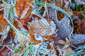 île de France : grass and leaves in winter