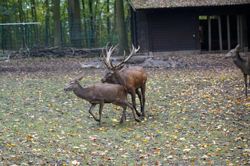 The deer or antler bearers are a mammal family from the order of the paired hoofed animals photographed in a large enclosure