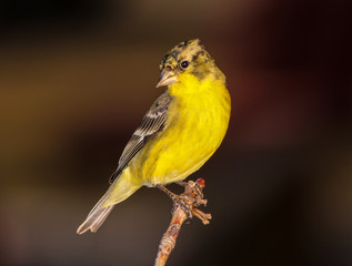 Female Lesser Goldfinch (Spinus psaltria) on perch against dark background.