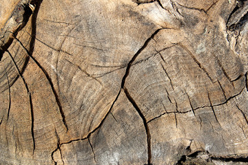 The stump that was cut by saw as a background