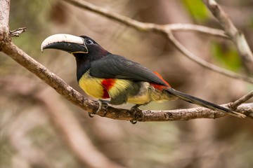Black necked Aracari photographed in Linhares, Espirito Santo. Southeast of Brazil. Atlantic Forest Biome. Picture made in 2013.