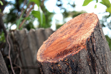 The stump that was cut by saw 