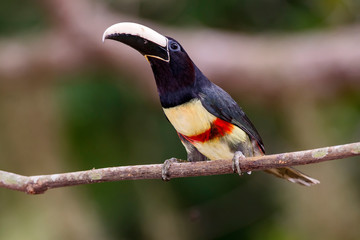 Fototapeta premium Black necked Aracari photographed in Linhares, Espirito Santo. Southeast of Brazil. Atlantic Forest Biome. Picture made in 2013.