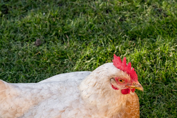 Adult free-range Hen seen laying in a back yard garden during early spring. One of a number of free-range chickens in private ownership.