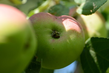 apples on a tree branch