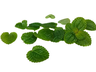 fresh mint leaves on white background