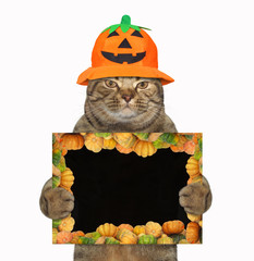 The cat in a pumpkin hat is holding a Halloween blank poster. White background. Isolated.