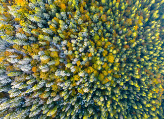 Golden autumn drone view of forest landscape with yellow trees from above