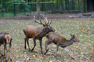 The deer or antler bearers are a mammal family from the order of the paired hoofed animals photographed in a large enclosure