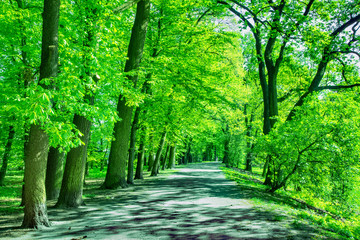 Beautiful beech canopy country road