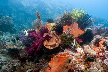 Coral reef South Pacific