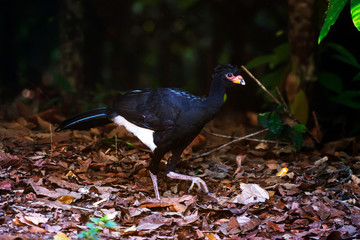 Red billed Curassow  photographed in Linhares, Espirito Santo. Southeast of Brazil. Atlantic Forest Biome. Picture made in 2013.