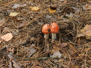 Mushrooms in the forest