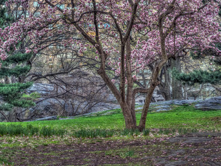 Central Park in spring