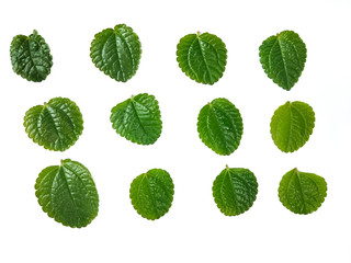 set of green leaves isolated on white