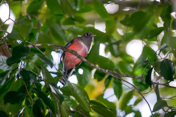 Collared Trogon female  photographed in Linhares, Espirito Santo. Southeast of Brazil. Atlantic Forest Biome. Picture made in 2013.