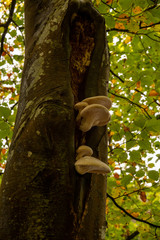 Oyster mushrooms growing on a tree