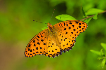 羽を広げている蝶