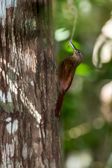 Buff throated Woodcreeper photographed in Linhares, Espirito Santo. Southeast of Brazil. Atlantic Forest Biome. Picture made in 2013.