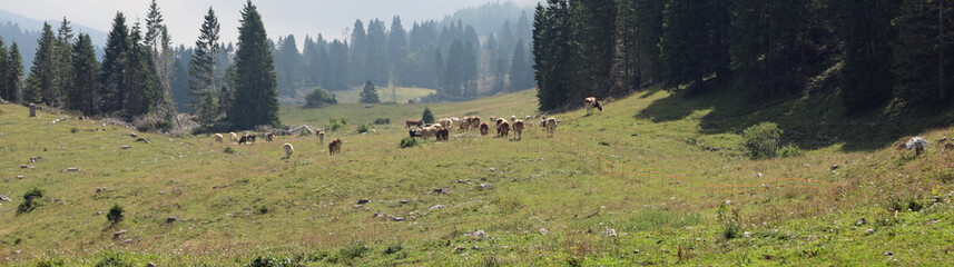 cows grazing in the green meadow in mountain